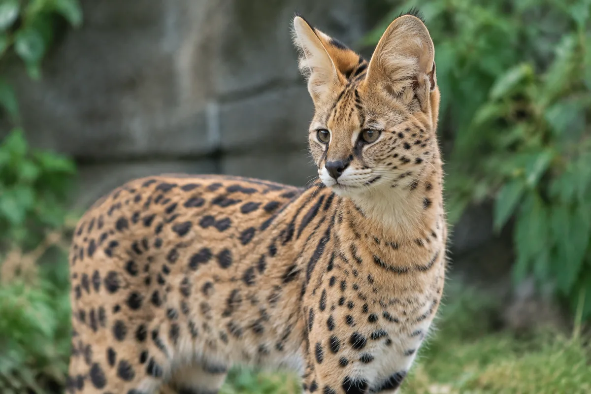 Faut-il un permis pour détenir un serval en France
