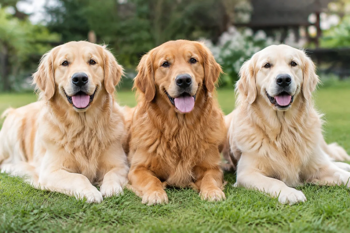Comment choisir la couleur d’un golden retriever avant l’adoption