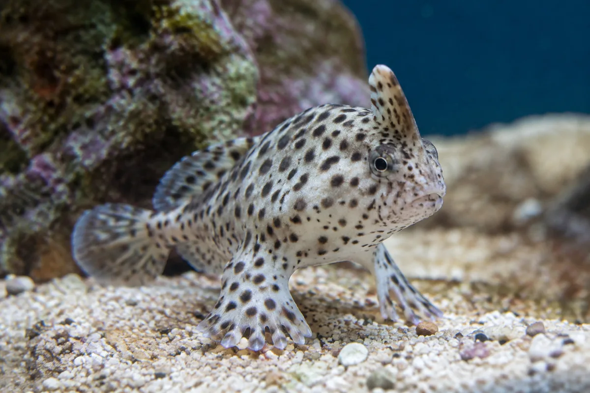 Combien de temps vit un poisson-main tacheté en aquarium