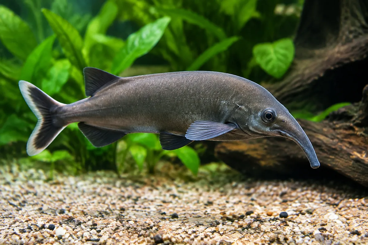 Combien de litres pour un aquarium de poisson-éléphant