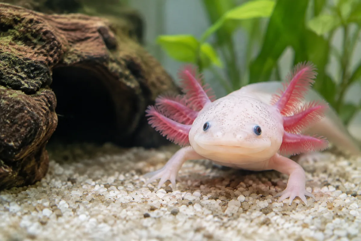 Quel budget prévoir pour adopter un axolotl chez un éleveur